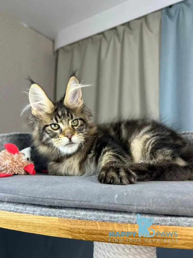 Indigo Maine Coon male black tabby live animals