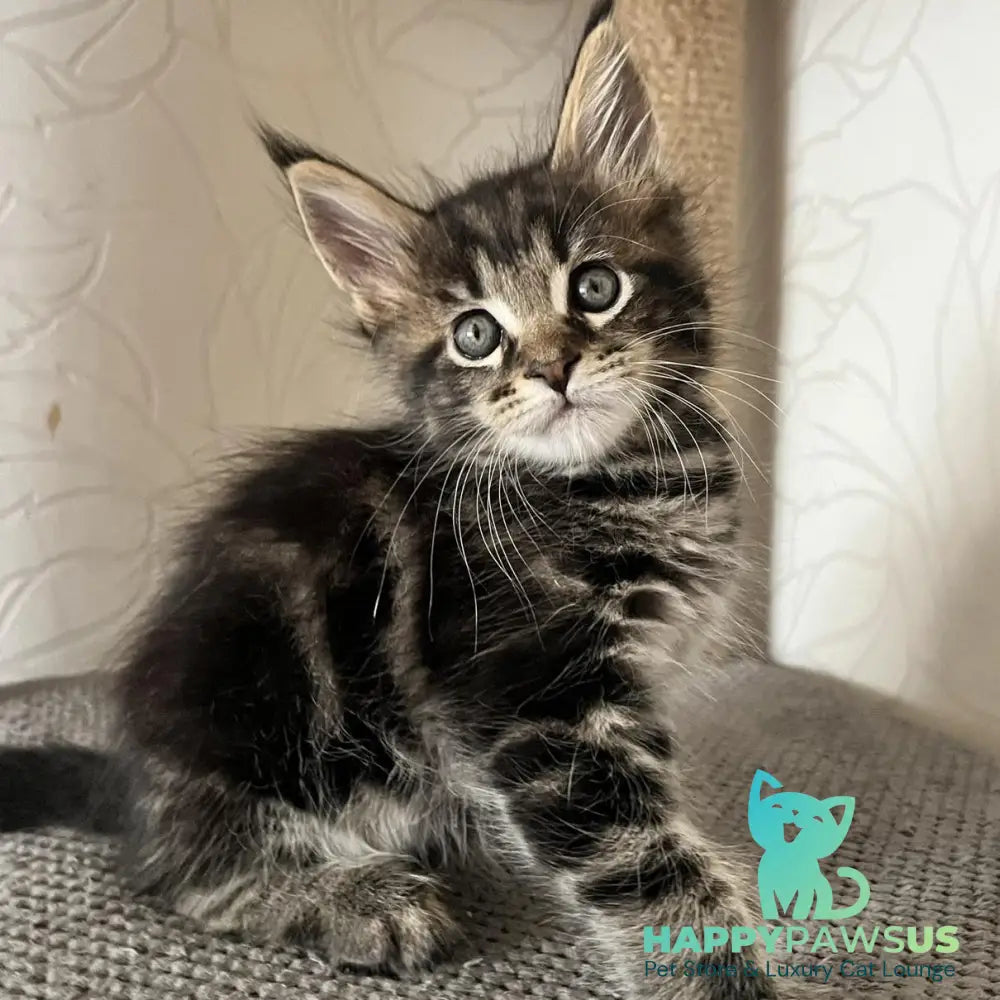 Indigo Maine Coon male black tabby - live animals