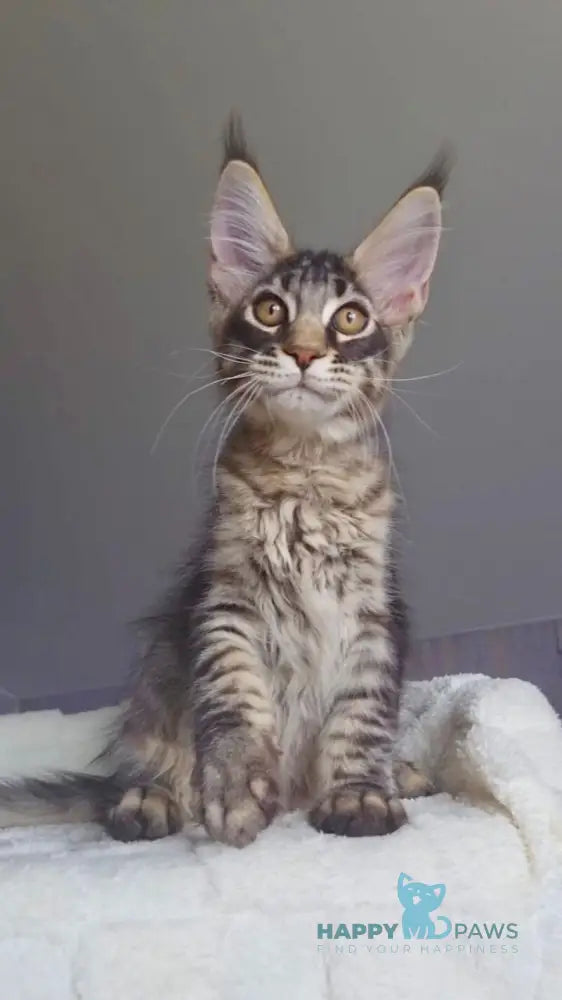 Indigo Maine Coon male black tabby live animals