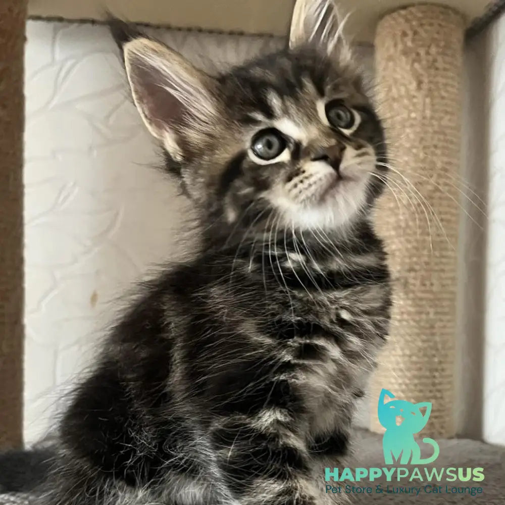 Indigo Maine Coon male black tabby - live animals