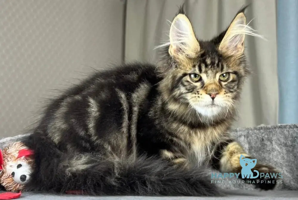 Indigo Maine Coon male black tabby live animals