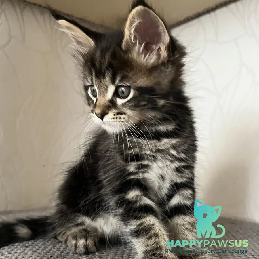 Indigo Maine Coon male black tabby - live animals
