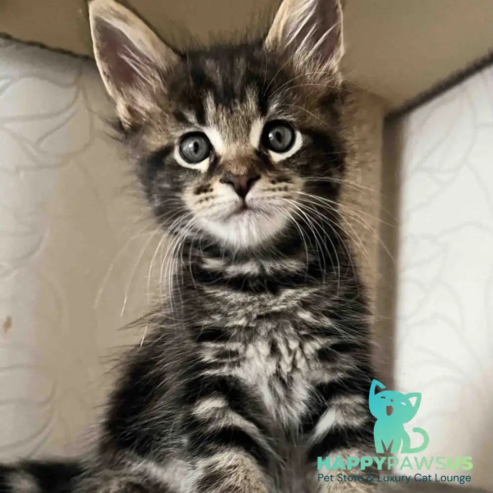 Indigo Maine Coon male black tabby - live animals