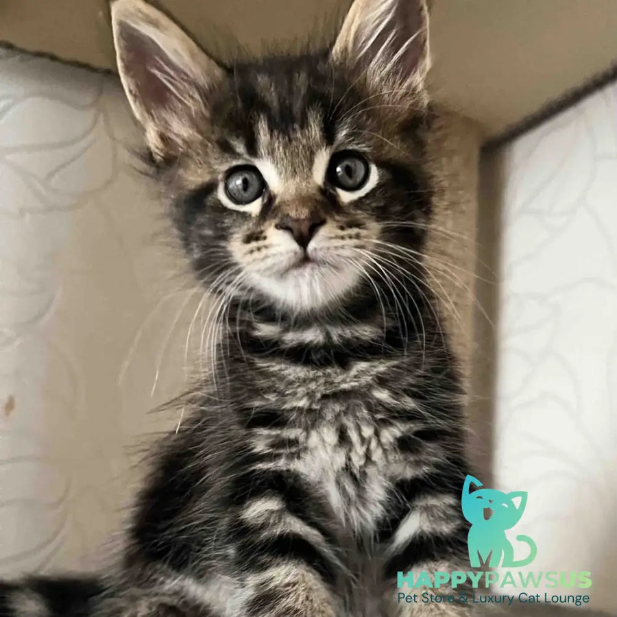 Indigo Maine Coon male black tabby - live animals