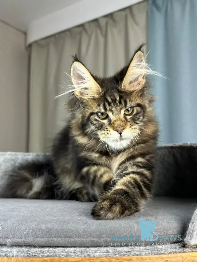 Indigo Maine Coon male black tabby live animals