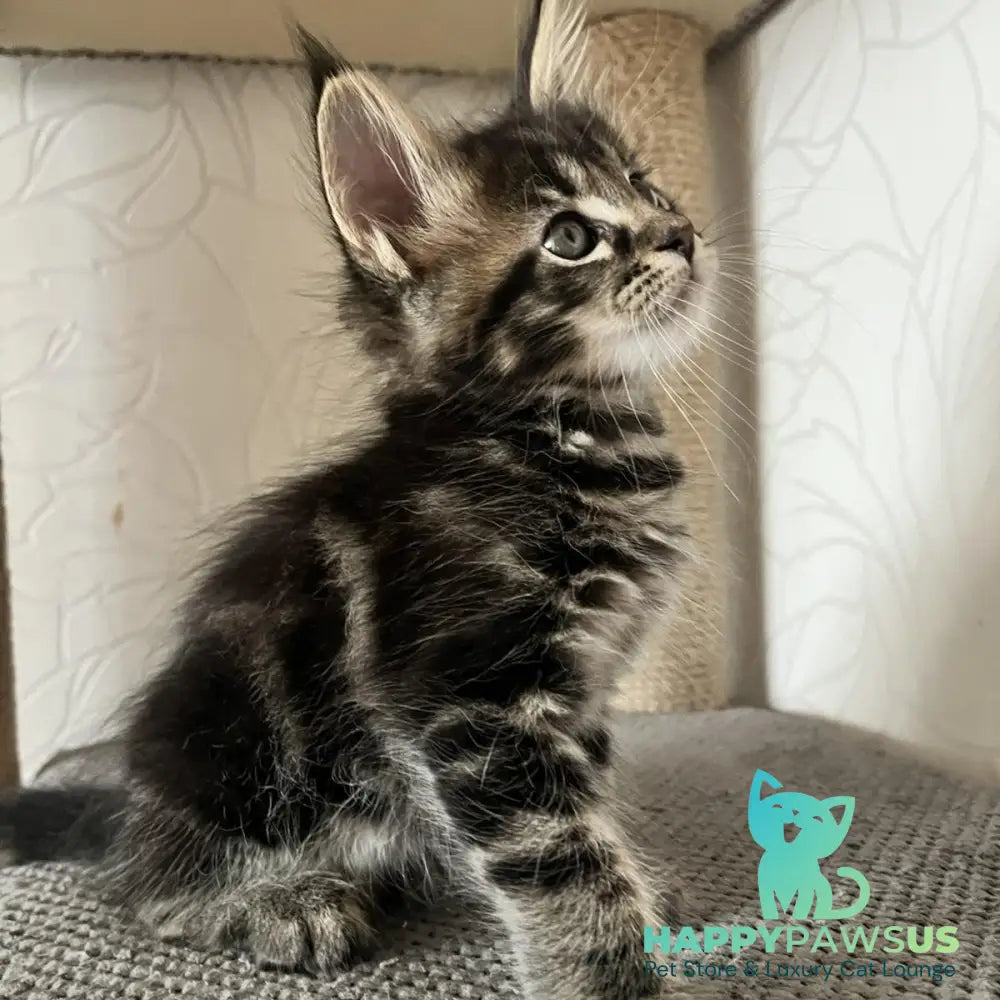 Indigo Maine Coon male black tabby - live animals