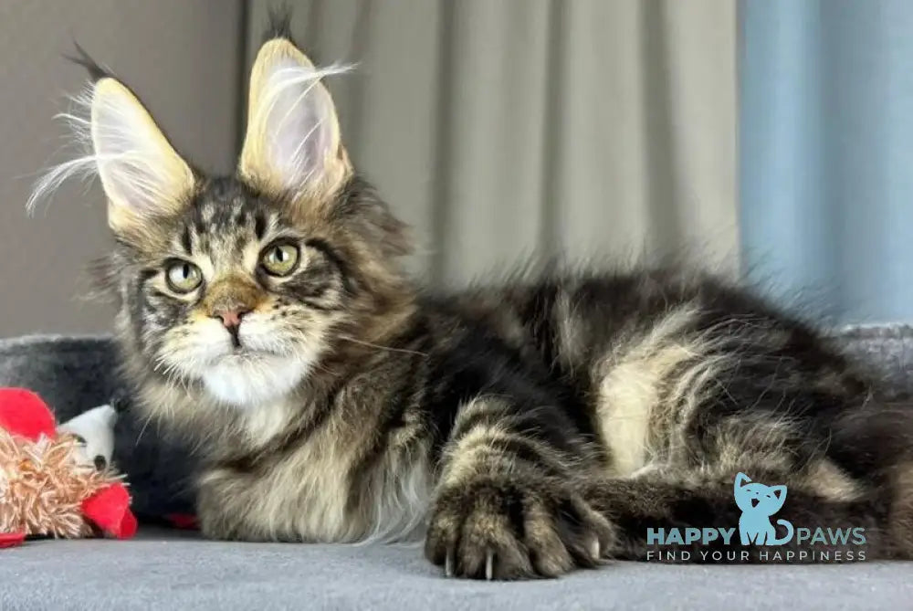 Indigo Maine Coon male black tabby live animals