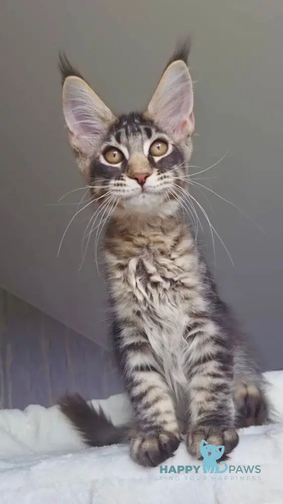 Indigo Maine Coon male black tabby live animals