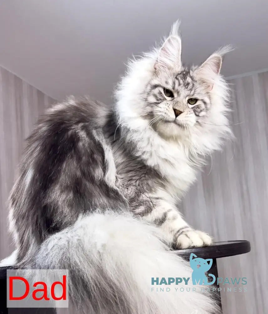 Indigo Maine Coon male black tabby live animals