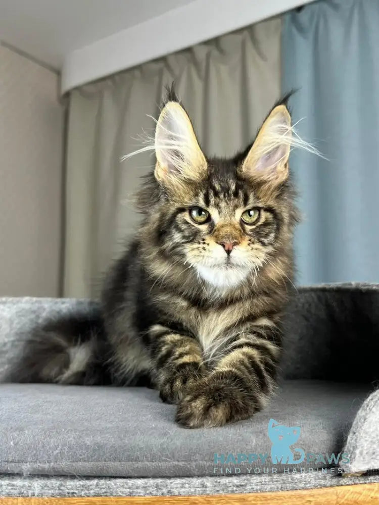 Indigo Maine Coon male black tabby live animals