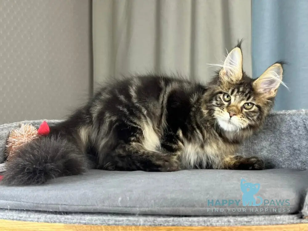 Indigo Maine Coon male black tabby live animals
