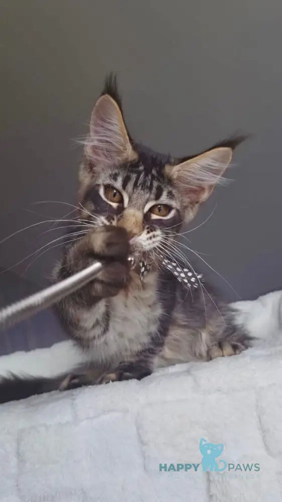 Indigo Maine Coon male black tabby live animals