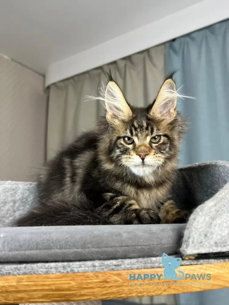 Indigo Maine Coon male black tabby live animals
