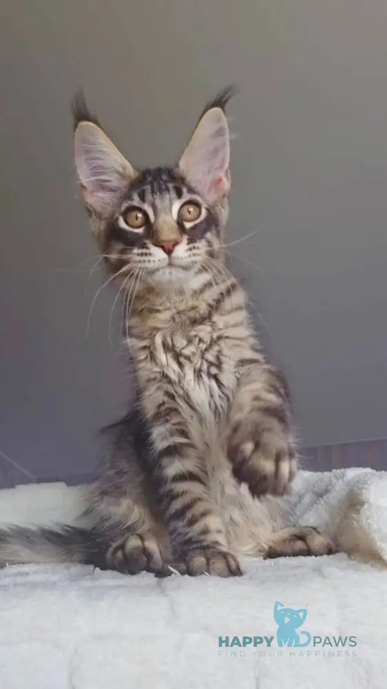 Indigo Maine Coon male black tabby live animals