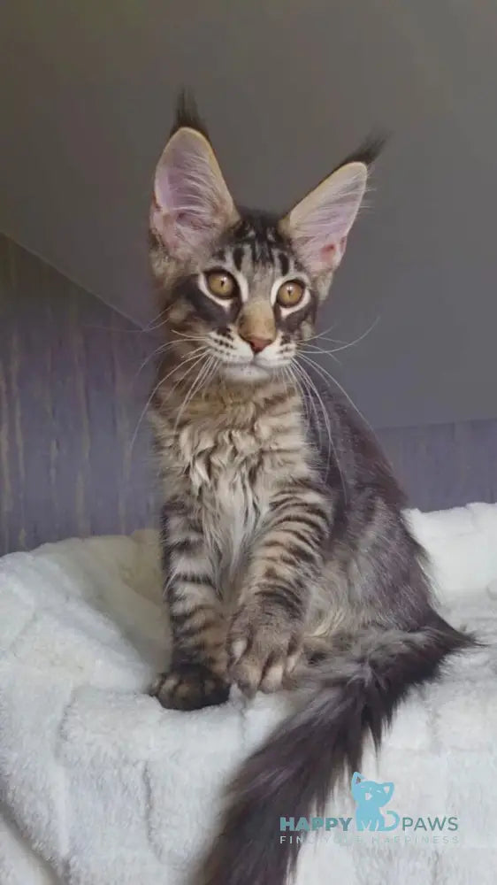 Indigo Maine Coon male black tabby live animals