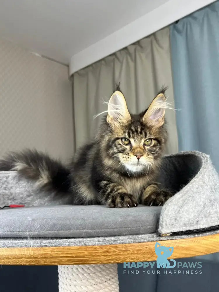 Indigo Maine Coon male black tabby live animals