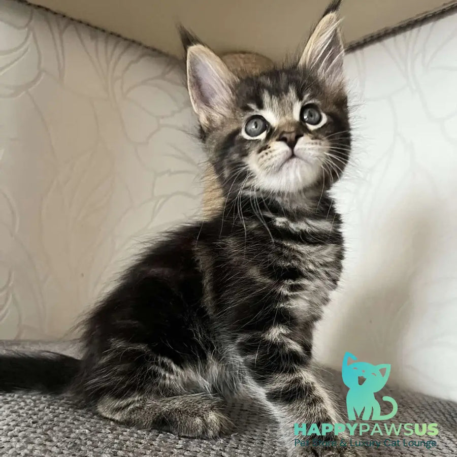 Indigo Maine Coon male black tabby - live animals