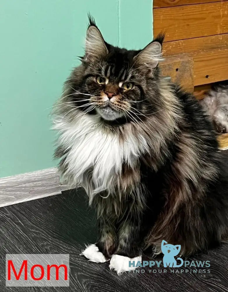 Indigo Maine Coon male black tabby live animals