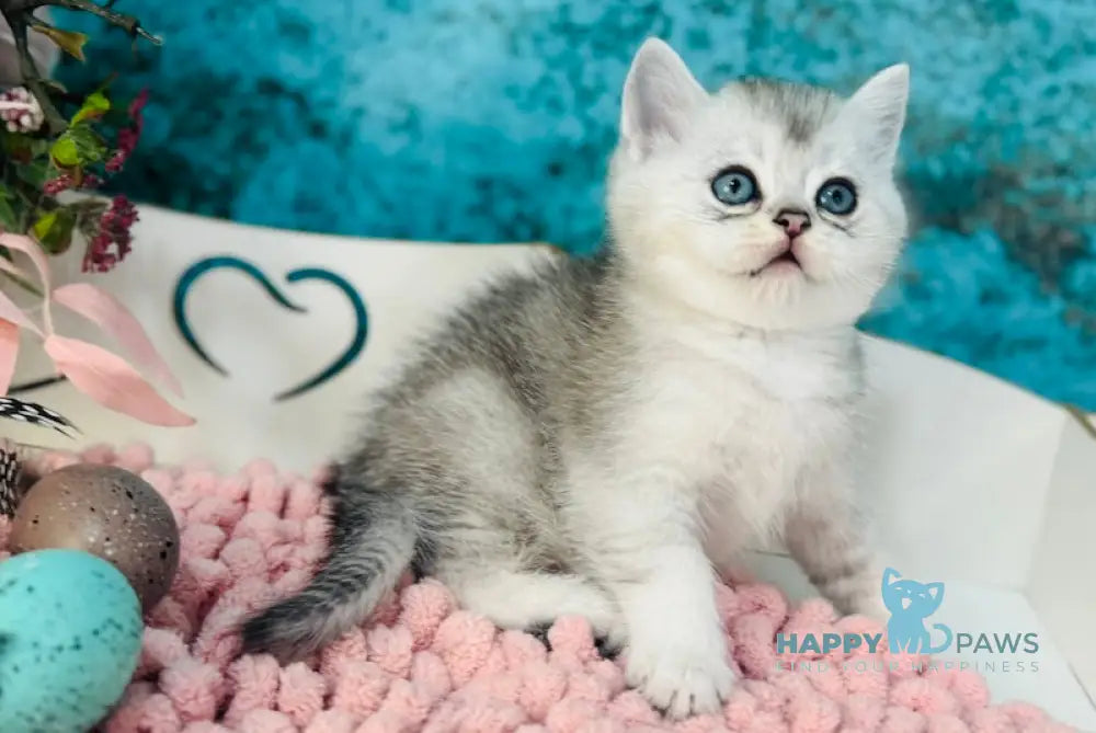 Indigo Scottish Straight male black silver shaded live animals