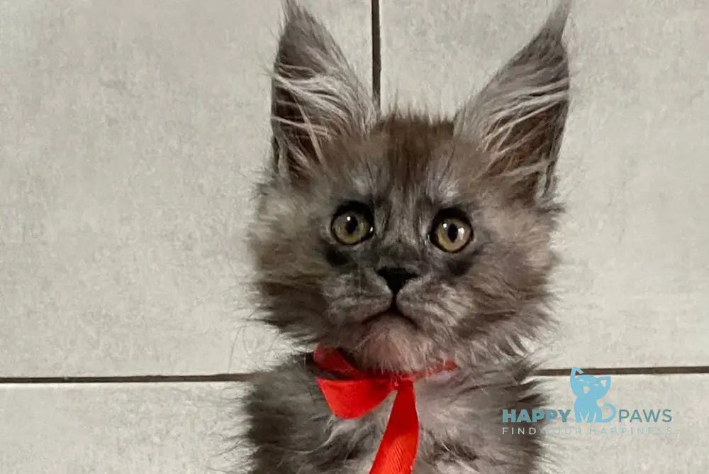 Indonesia Maine Coon polydactyl female black silver live animals