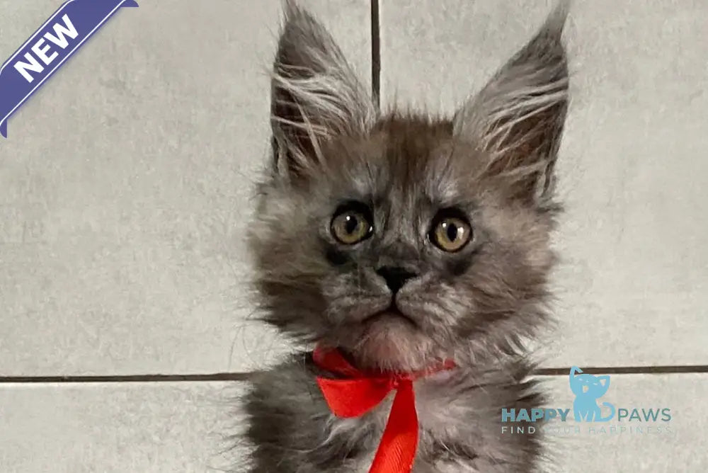 Indonesia Maine Coon polydactyl female black silver live animals