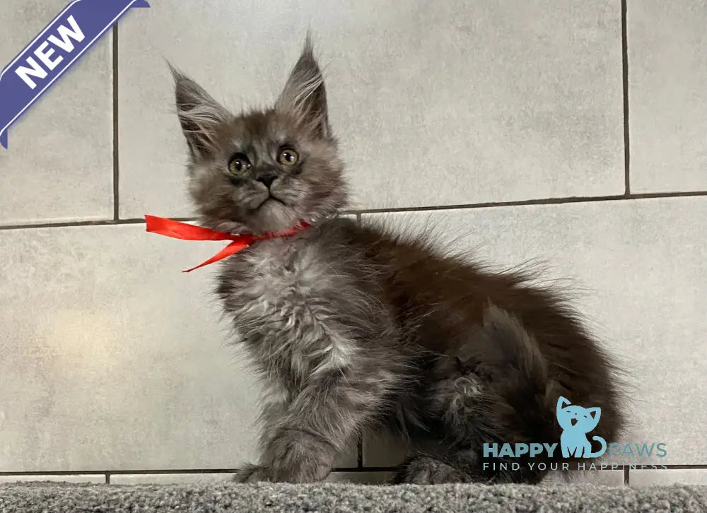 Indonesia Maine Coon polydactyl female black silver live animals