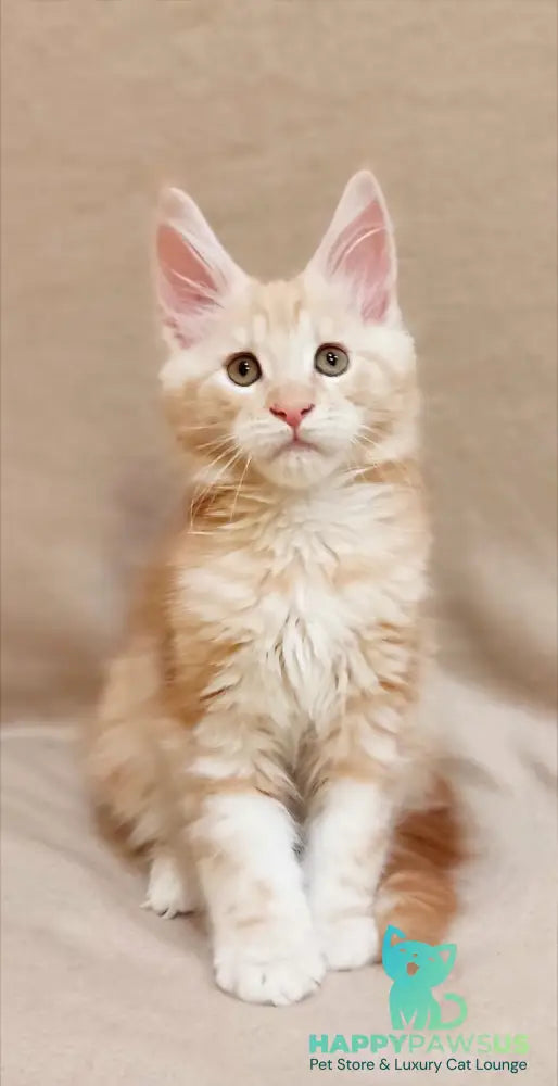 Indy Maine Coon male red silver tabby live animals