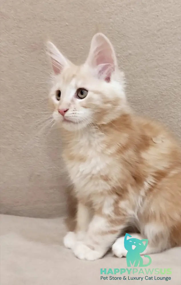 Indy Maine Coon male red silver tabby live animals