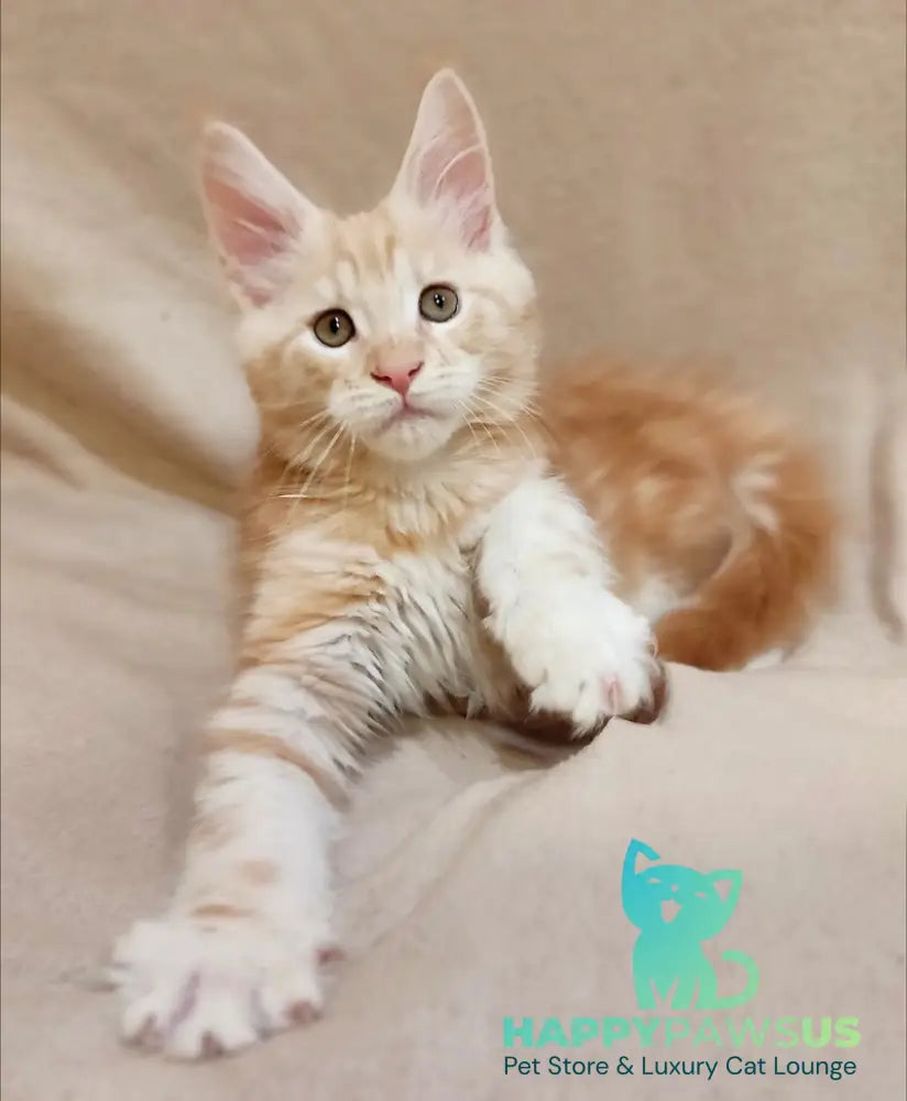 Indy Maine Coon male red silver tabby live animals