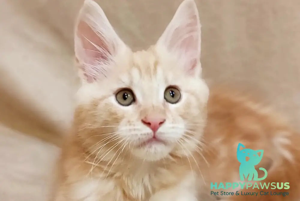 Indy Maine Coon male red silver tabby live animals