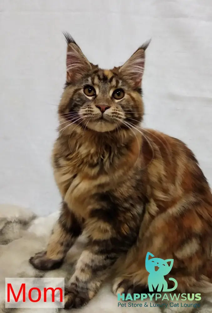 Indy Maine Coon male red silver tabby live animals