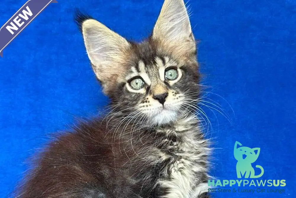 Indy Maine Coon polydactyl male black tabby - live animals