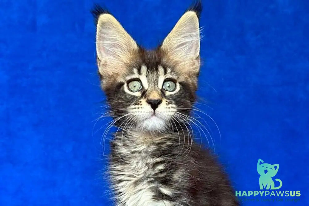 Indy Maine Coon polydactyl male black tabby - live animals