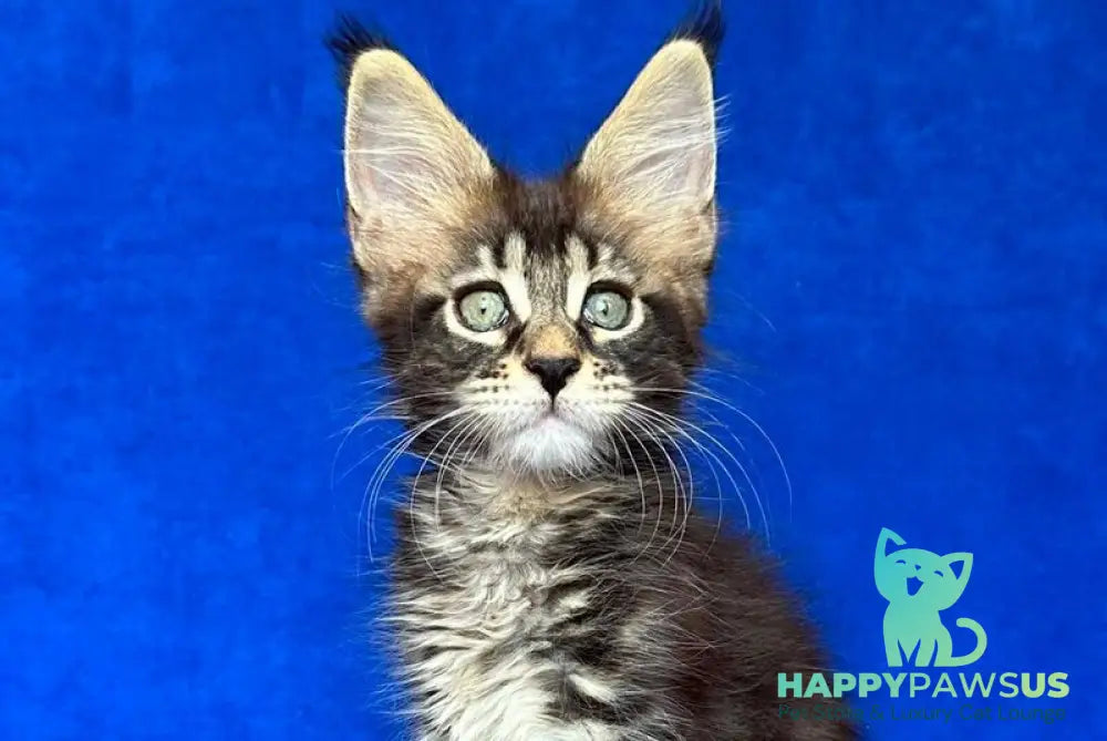 Indy Maine Coon polydactyl male black tabby - live animals