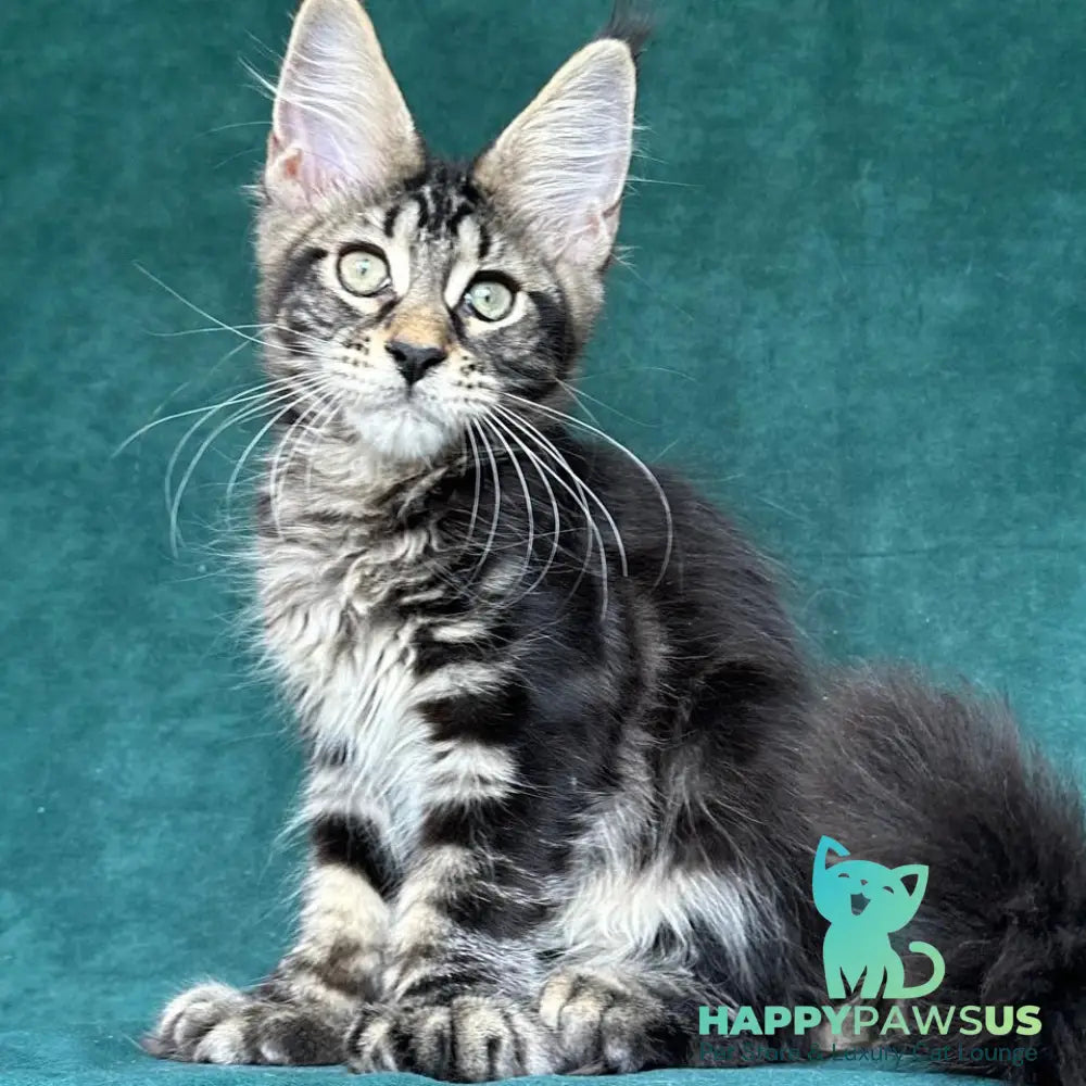 Indy Maine Coon polydactyl male black tabby - live animals
