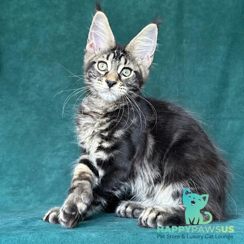 Indy Maine Coon polydactyl male black tabby - live animals