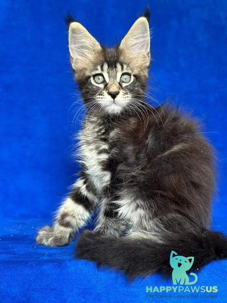 Indy Maine Coon polydactyl male black tabby - live animals