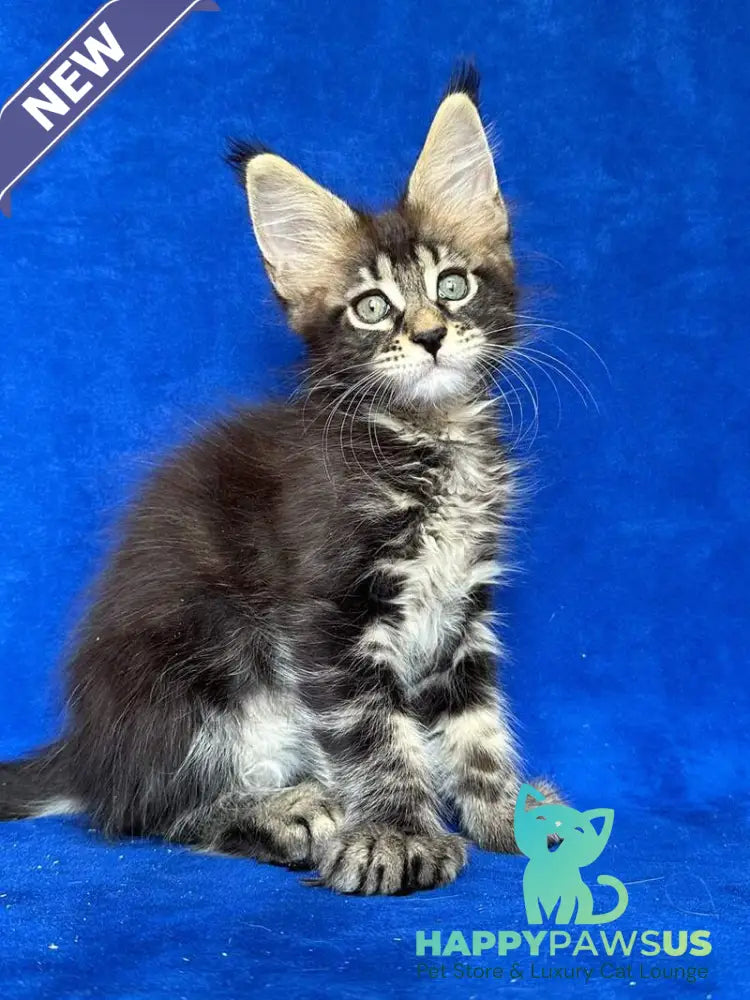 Indy Maine Coon polydactyl male black tabby - live animals