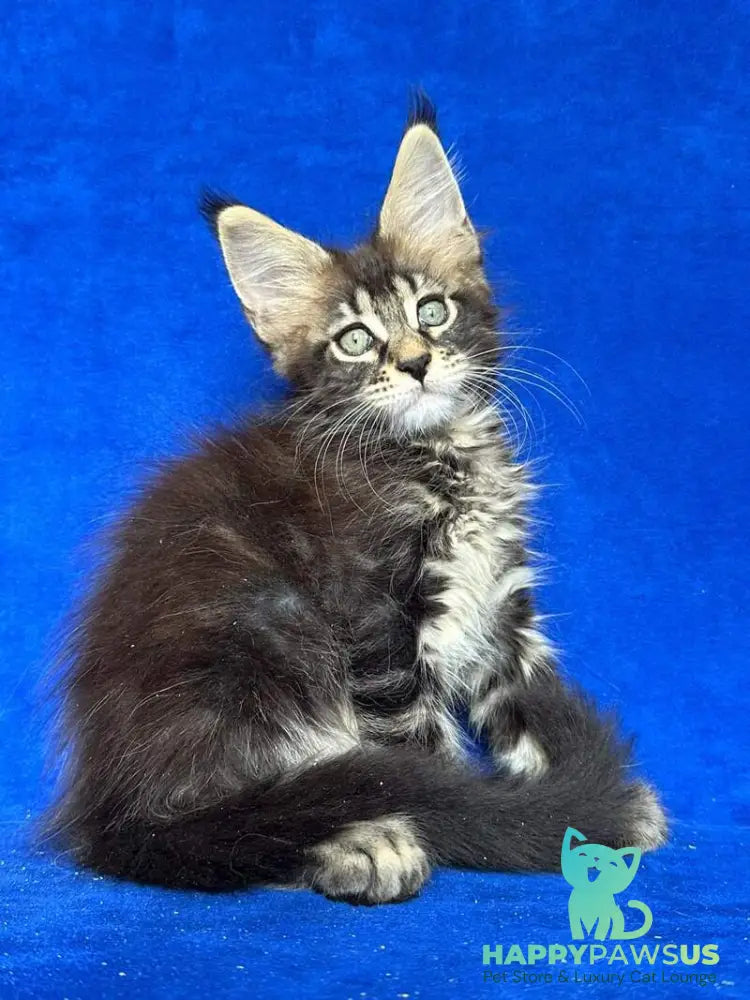 Indy Maine Coon polydactyl male black tabby - live animals