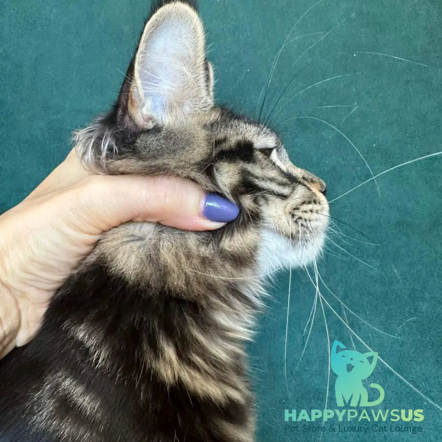 Indy Maine Coon polydactyl male black tabby - live animals
