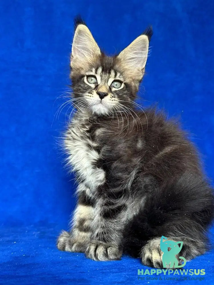 Indy Maine Coon polydactyl male black tabby - live animals