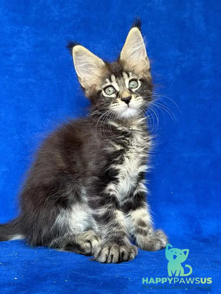 Indy Maine Coon polydactyl male black tabby - live animals