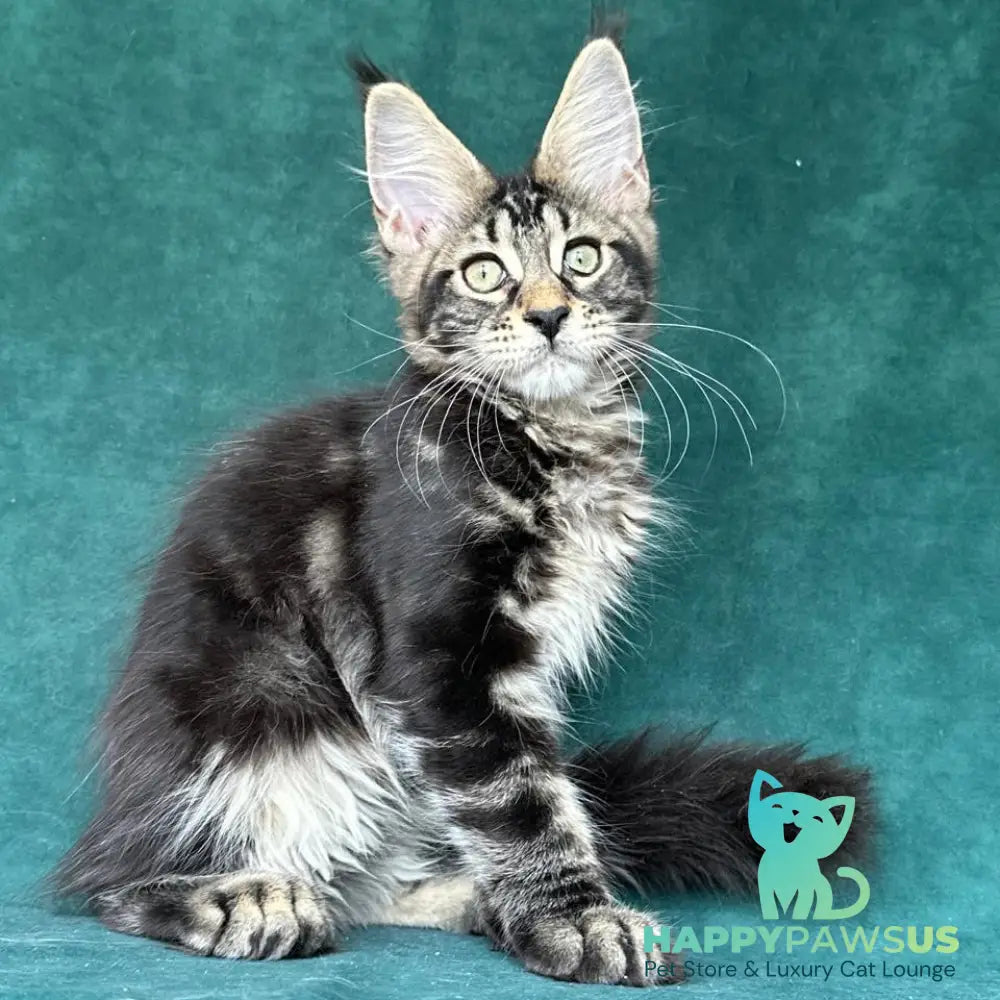 Indy Maine Coon polydactyl male black tabby - live animals