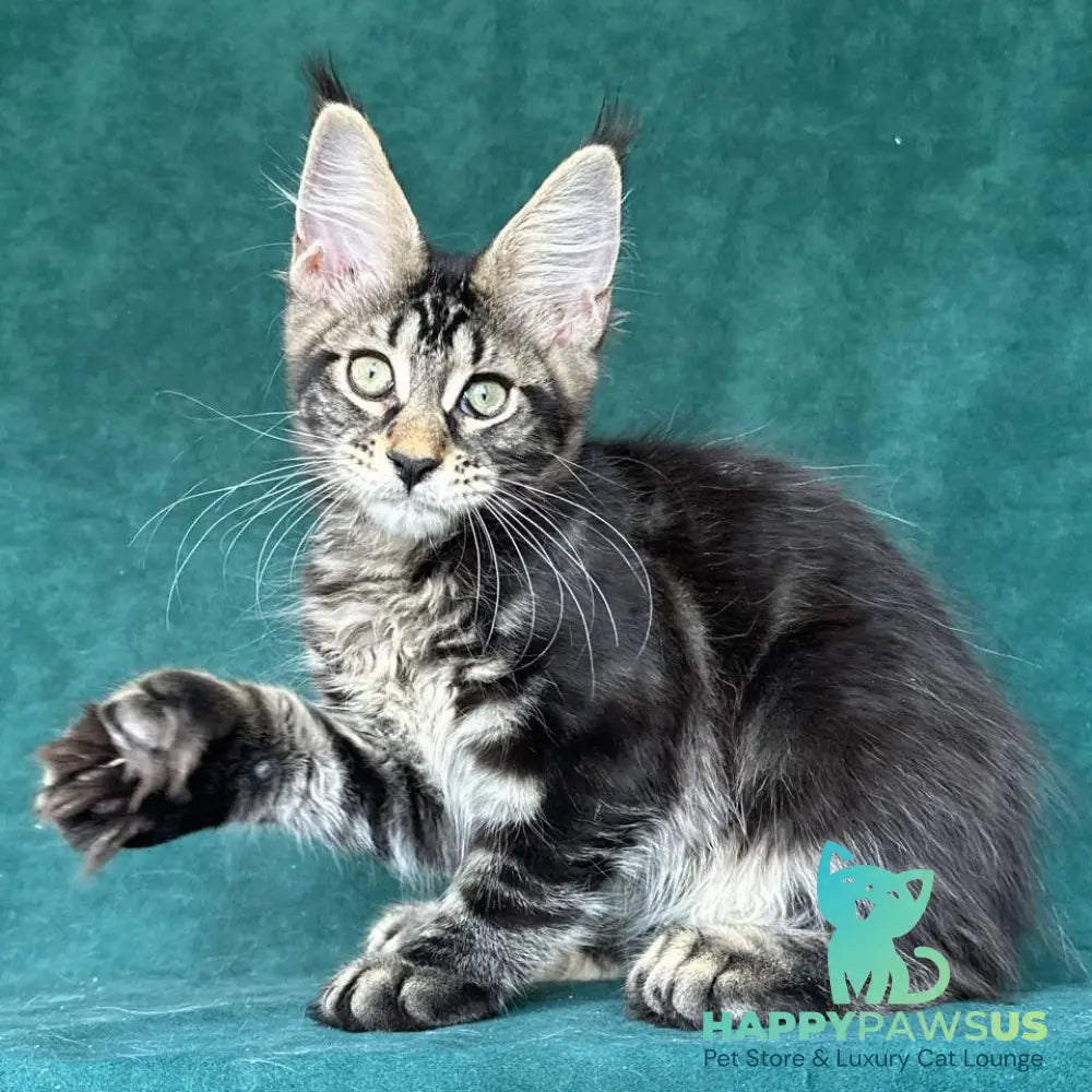 Indy Maine Coon polydactyl male black tabby - live animals