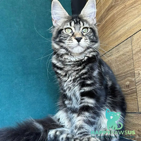 Indy Maine Coon polydactyl male black tabby - live animals