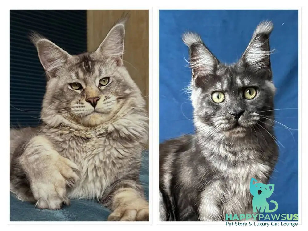 Indy Maine Coon polydactyl male black tabby - live animals