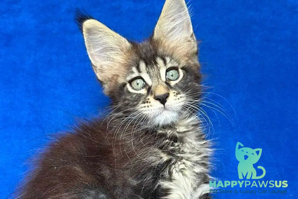 Indy Maine Coon polydactyl male black tabby - live animals