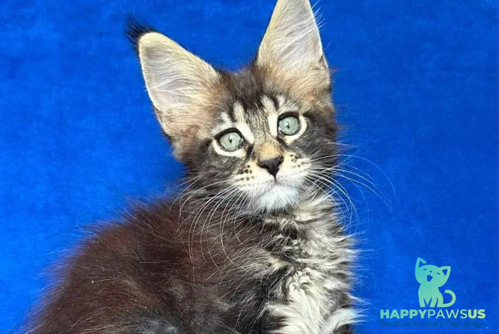 Indy Maine Coon polydactyl male black tabby - live animals
