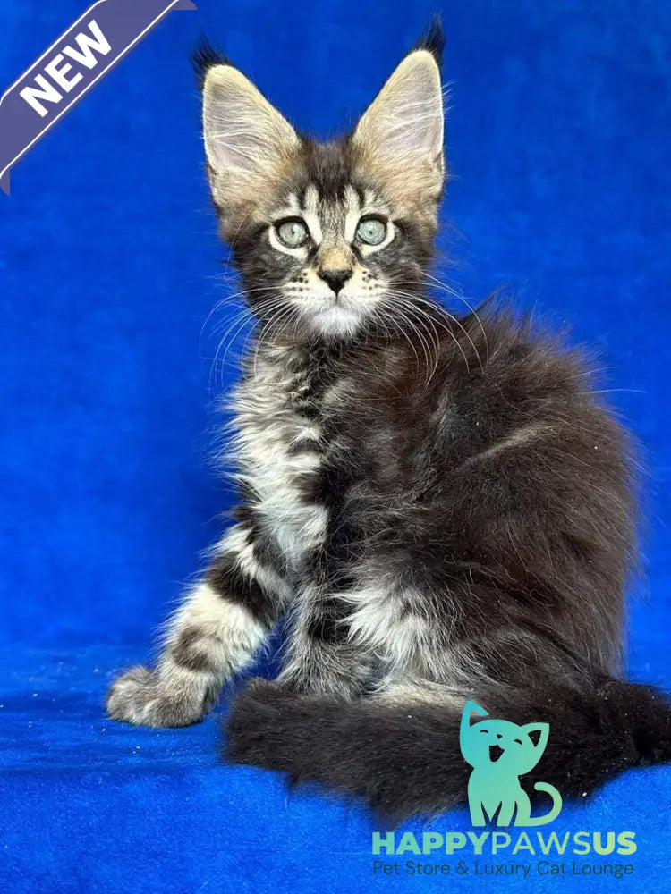 Indy Maine Coon polydactyl male black tabby - live animals