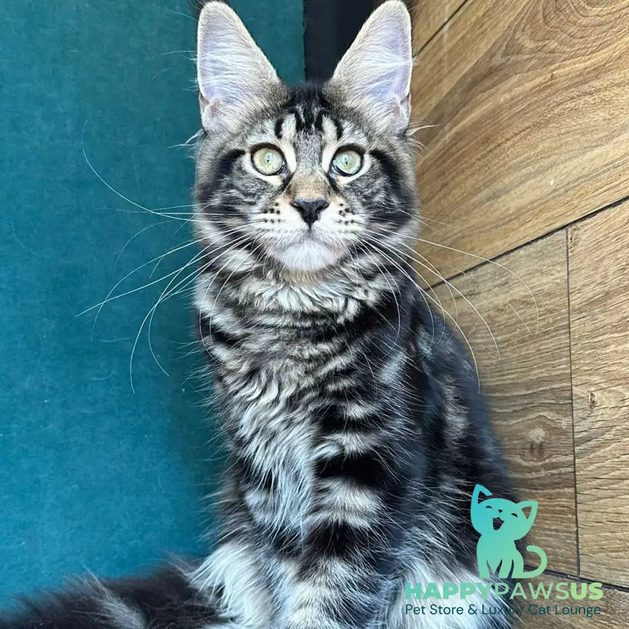 Indy Maine Coon polydactyl male black tabby - live animals
